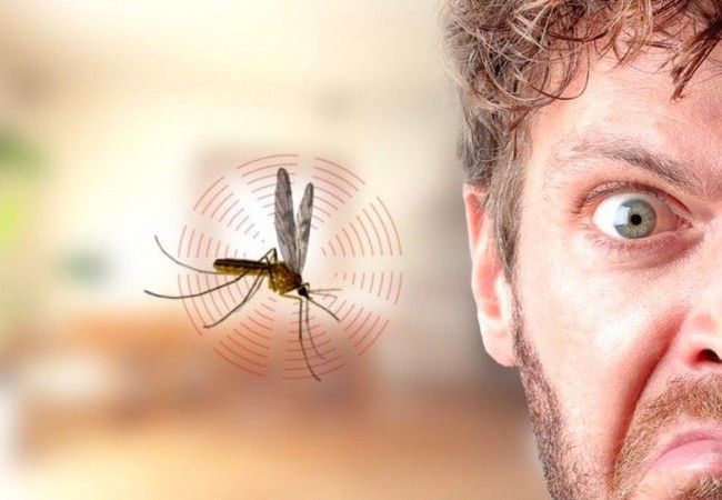 لماذا يطنّ البعوض في آذاننا؟ Mosquitos
