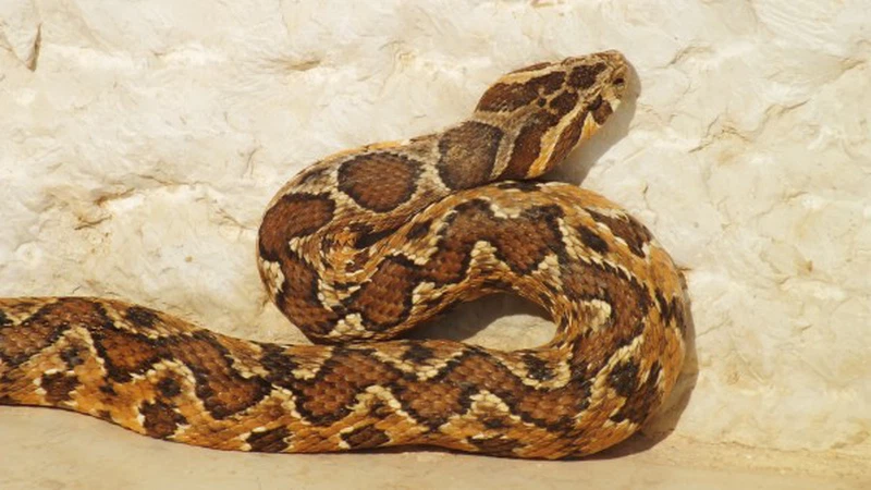 The most dangerous five poisonous snakes in Jordan | ArabiaWeather ...