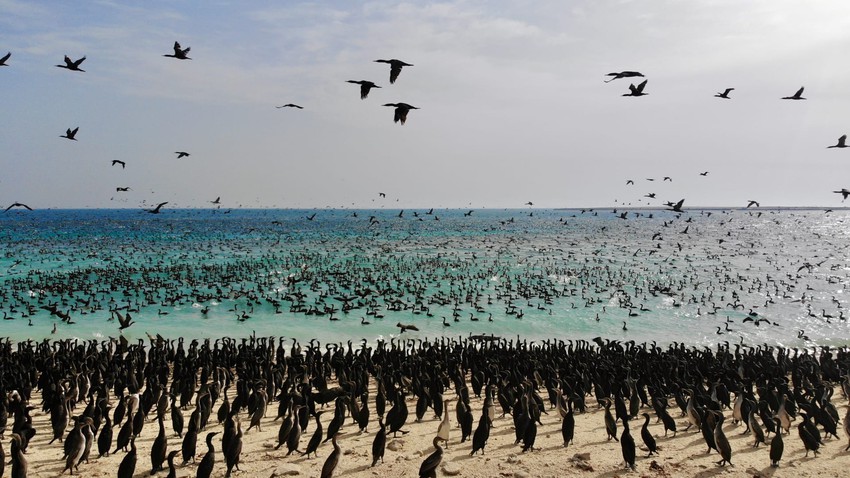 بالصور | مشهد مهيب لأسراب طائر الغاق السقطري "تغزو" إحدى شواطئ عُمان