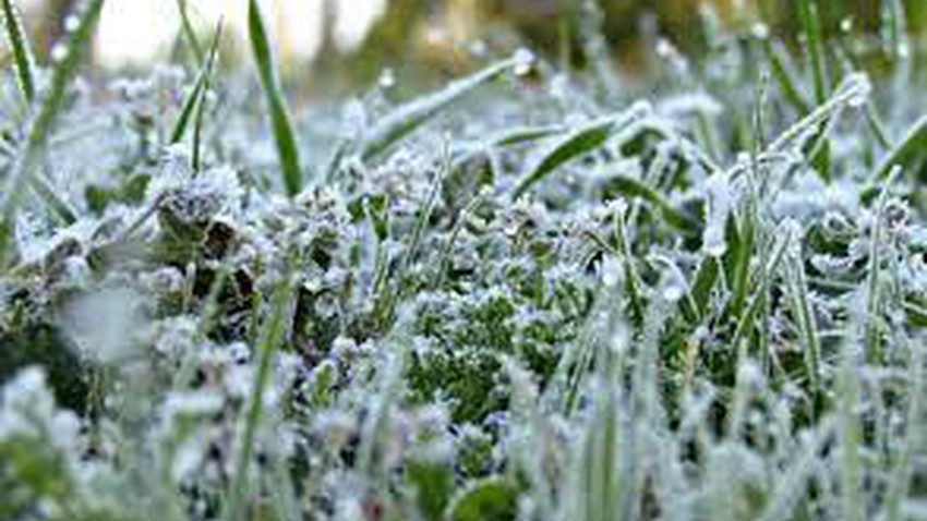 Variable damage to the agricultural sector as a result of frost and freezing.. and recommendations from the Ministry of Agriculture to protect crops from the effects of frost