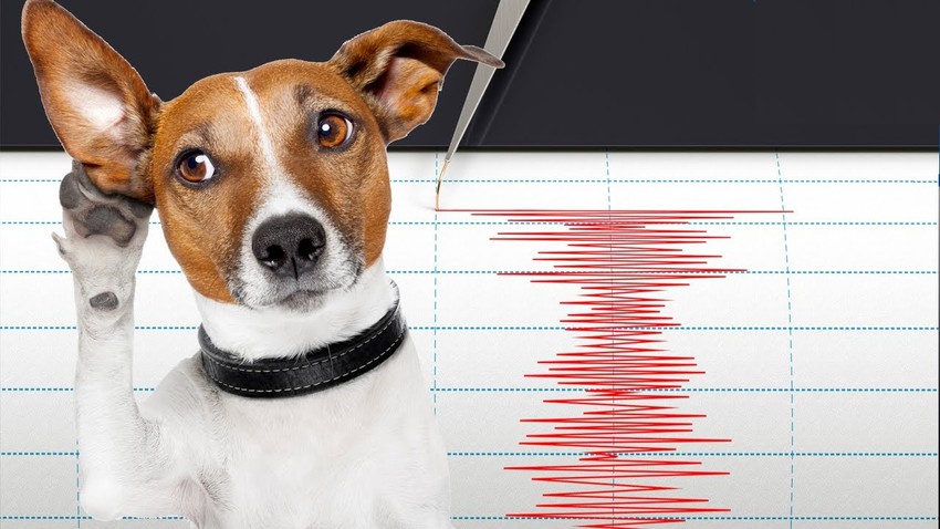 How can animals sense early earthquakes when humans could not predict them before they occur?