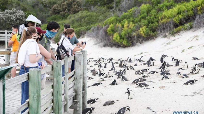Rare event: 63 endangered penguins found dead by an unexpected little killer