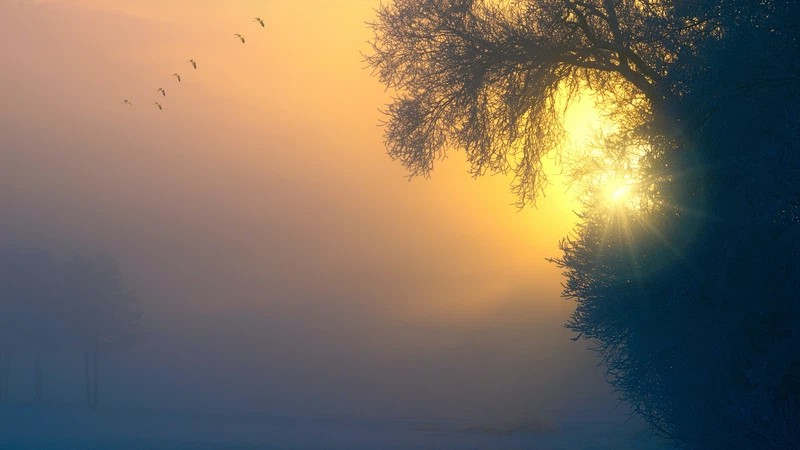 Koweït | Une vague de brouillard couvre de vastes zones du pays pendant le week-end Koweït | Une vague de brouillard couvre de vastes zones du pays pendant le week-end