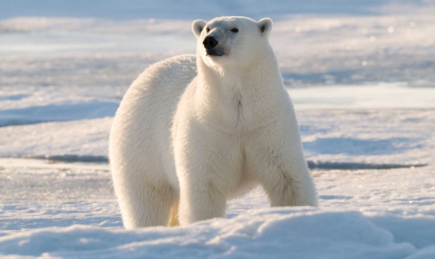 الدب القطبي يواجه خطر الانقراض طقس العرب طقس العرب