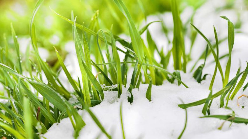 It is said that snow is “the fertilizer of the poor.” How does snow fertilize the soil and promote plant growth?