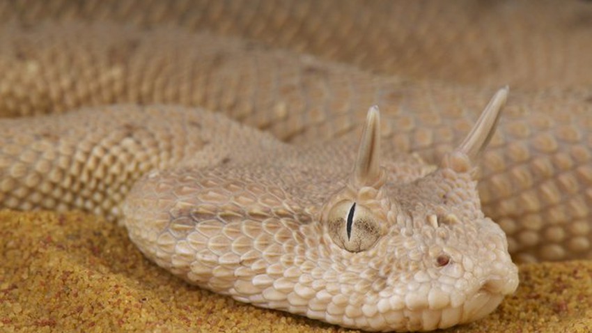 كيفية التخلص من الثعابين: دليل كامل (2022) 22 بالصور والمعلومات: الأفاعي الخمس الأكثر خطورة في أراضي المملكة العربية السعودية | طقس العرب | طقس العرب