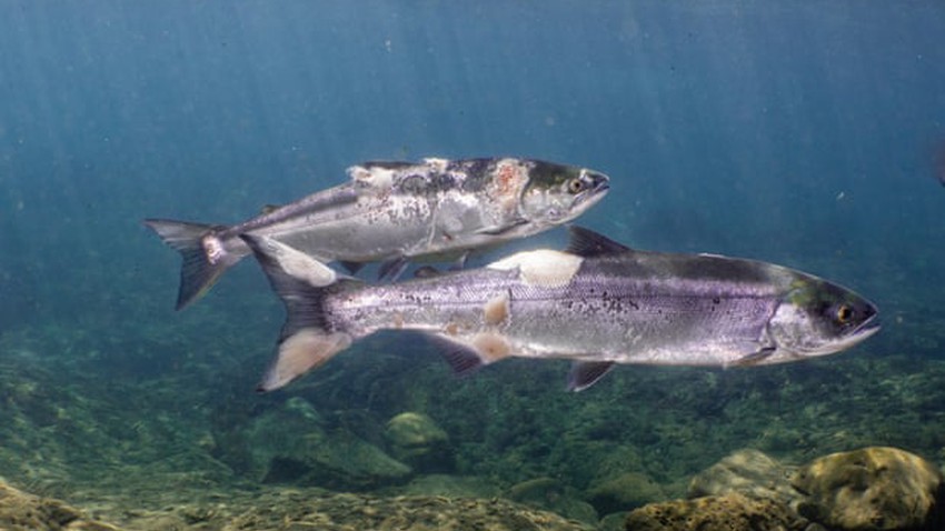 كيف ظهرت البقع الحمراء المفزعة التي غطت أسماك السلمون في نهر كولومبيا.. وما زالت موجات الحر تنذر بالأسوأ