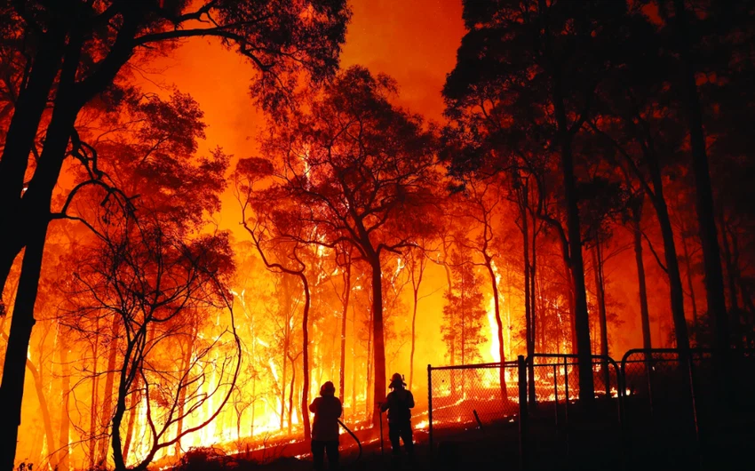 حرائق الغابات | أسبابها وأضرارها وطرق تفاديها ...
