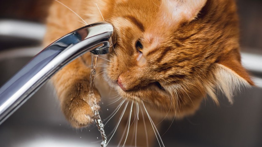 Information that will amaze you.. Animals that do not drink water for the rest of their lives