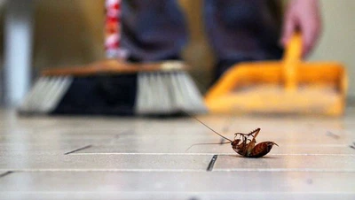 أسلحة طبيعية للقضاء على الحشرات دون مواد كيميائية