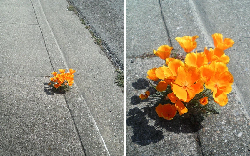 نبتة أخرى تضيف جمالية للشارع