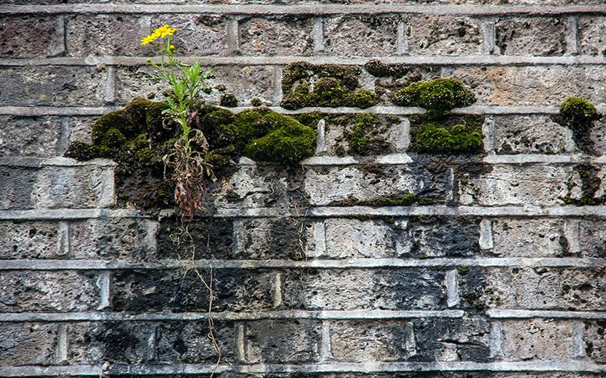 نباتات تخرج من شقوق جدار 