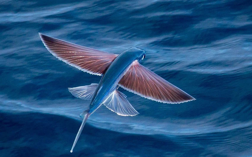 بالصور : من غرائب البحر .. السمكة الطائرة 