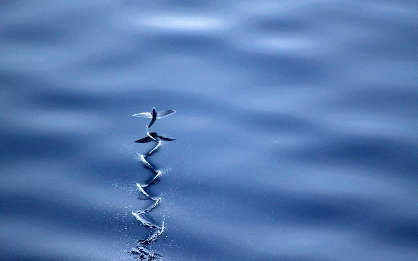 بالصور : من غرائب البحر .. السمكة الطائرة 