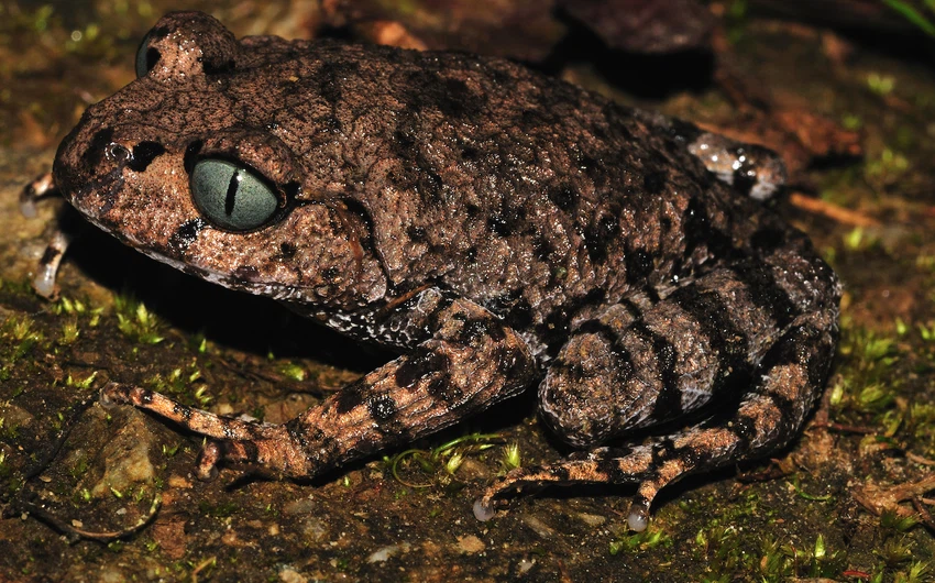 أكثر من 200 نوع جديد من المخلوقات المكتشفة في جبال الهيمالايا