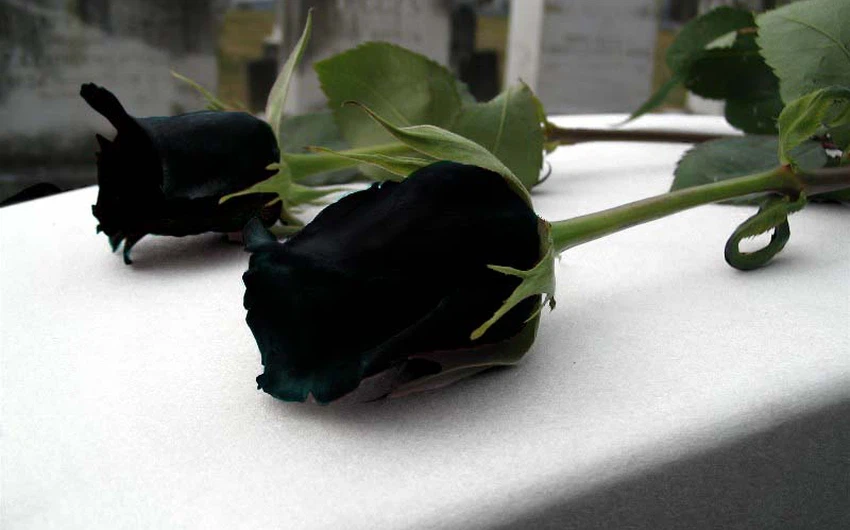 الورود السوداء لاتتواجد الافي تركيا