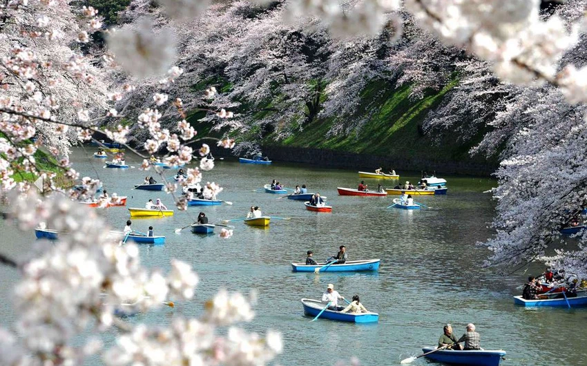موسم تفتح الكرز "هانامي" ... من أجمل المواسم للسياحة في باليابان
