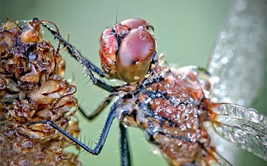 بالصور : مناظر لا توصف .. قطرات الندى على أجساد الحشرات