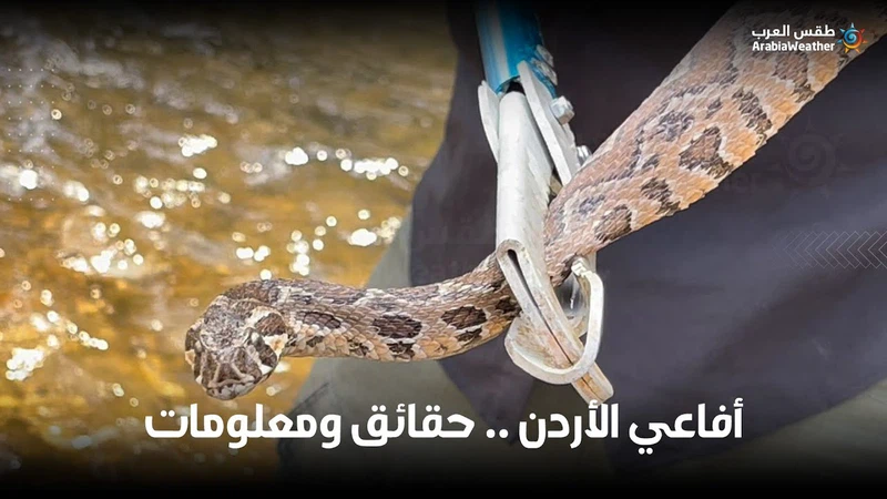 Vidéo : L'expert jordanien des serpents Yassin Al-Suqur parle des types ...
