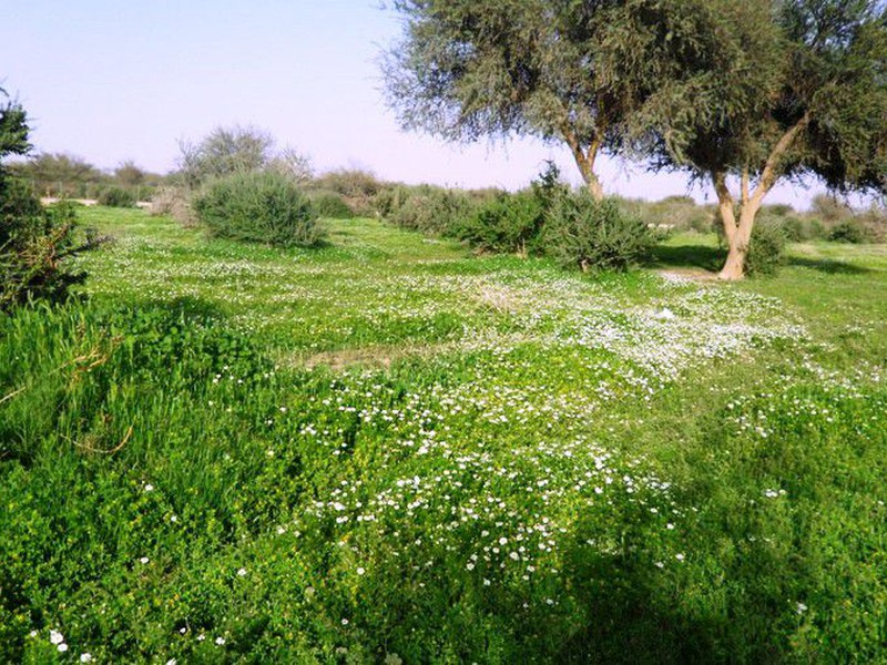 أفضل أماكن الكشتات في الرياض للهروب من صــخب المدينة إلى صمت الصحراء طقس العرب