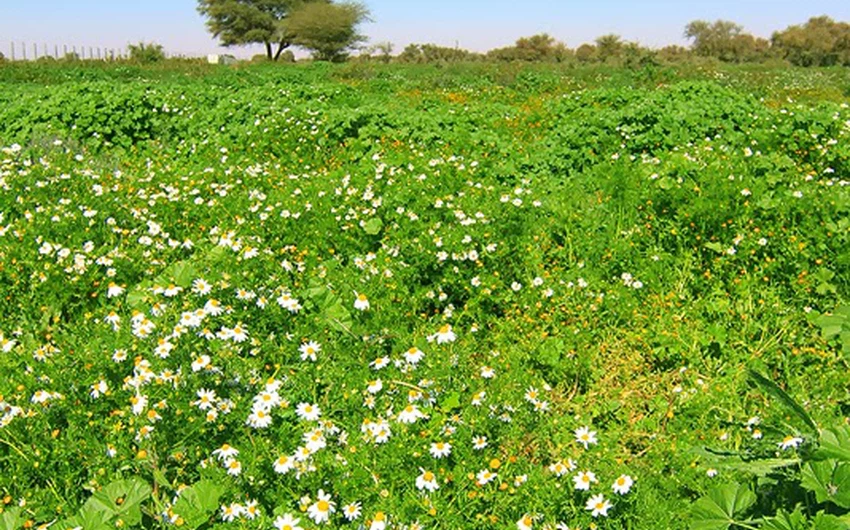 أجمل 30 صورة قد تراها في حياتك لربيع و أزهار السعودية هذا الموسم