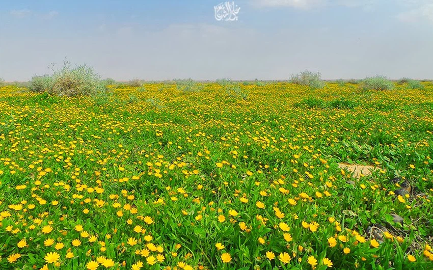 أجمل 30 صورة قد تراها في حياتك لربيع و أزهار السعودية هذا الموسم
