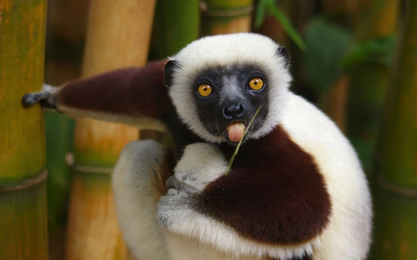 5 reasons to travel to Madagascar