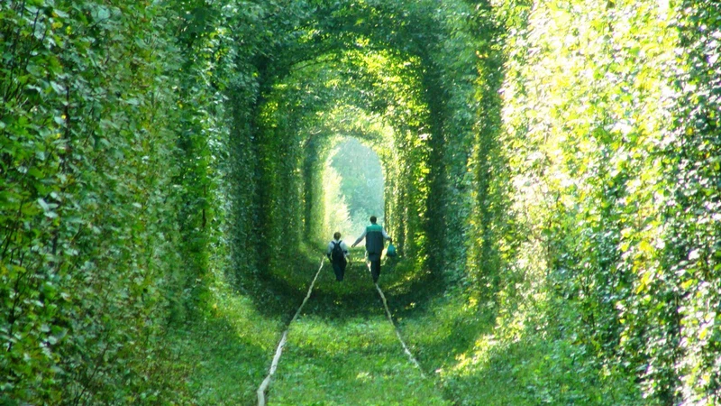In pictures: See the most beautiful tree tunnels in the world ...