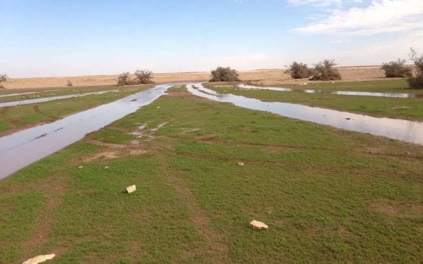 بالصور : الصحراء ما بين حائل و رفحاء ترتدي لون الربيع الأخضر بعد موجة الامطار