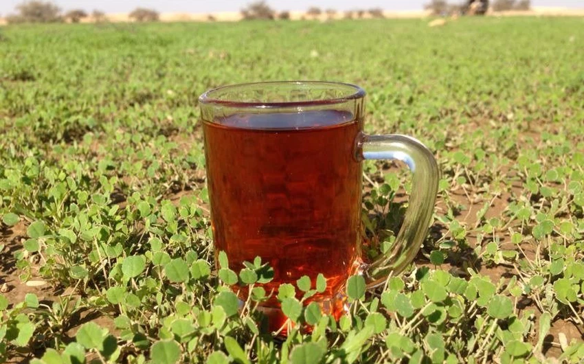الشاي و الربيع .. متعة السعوديين