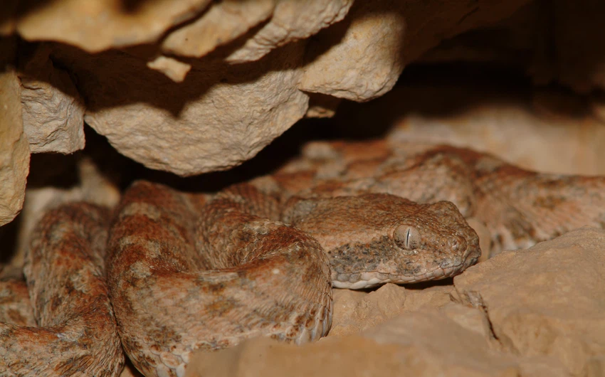 In pictures Poisonous snakes in Jordan ... their characteristics, how dangerous they are, and where they spread