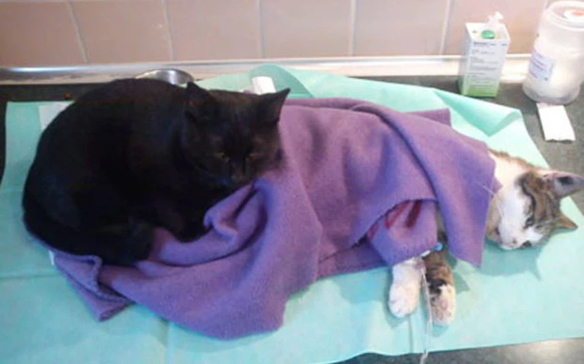 قط بولندي يعمل "ممرضاً" في مركز طب بيطري