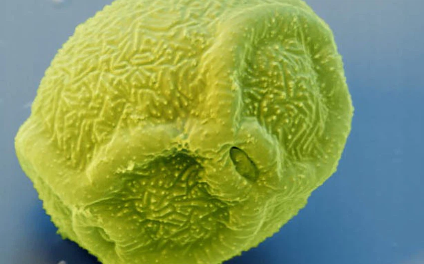 صورة مجهرية للقاح شجرة جار الماء
