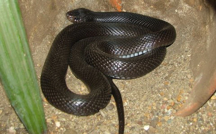 In pictures Poisonous snakes in Jordan ... their characteristics, how ...