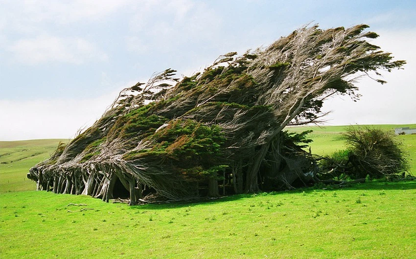 بالصور: منطقة في نيوزيلندا لاتستقيم فيها الأشجار ابداً 