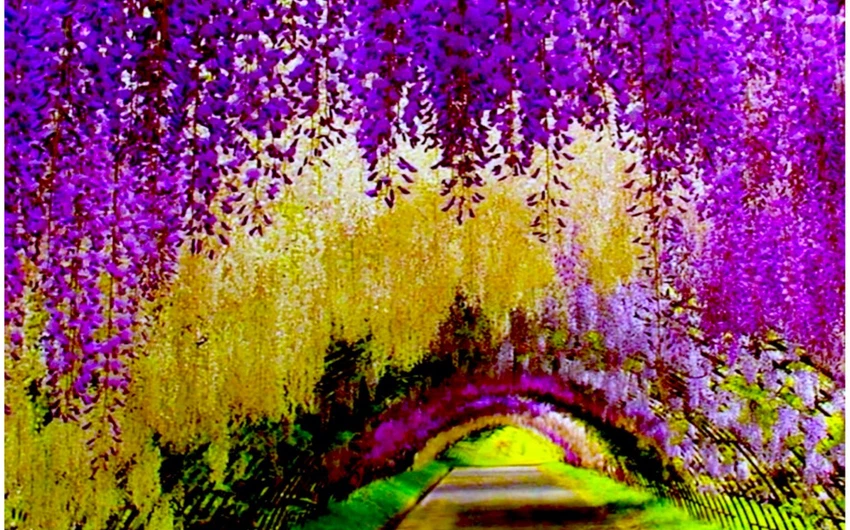   نفق ستاريه/ اليابان: ممشى ملئ بالأزهار المذهلة ذات الألوان الزهرية والوردية، يقع في حديقة كاواتشي فوجي الحديقة