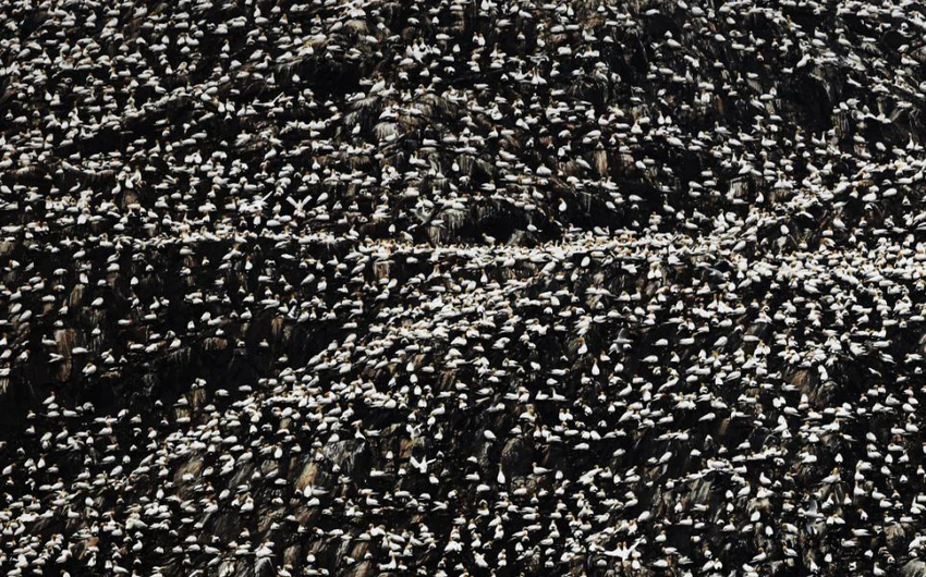 بالصور: مشهد نادر من داخل أكبر مستعمرة للطيور البحرية في العالم