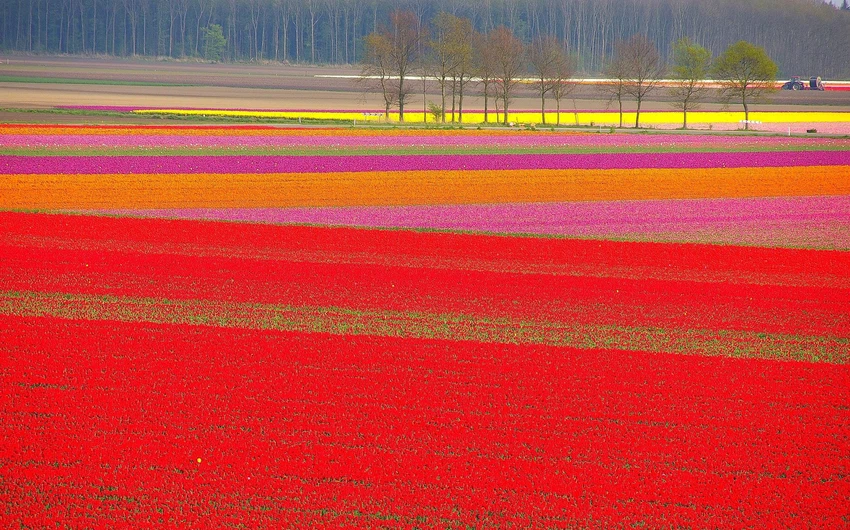 Tulipes aux Pays-Bas .. Peintures au sol