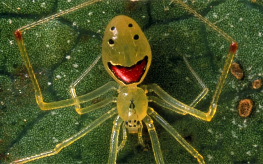 بالصور : تعرف على عنكبوت الوجه السعيد 