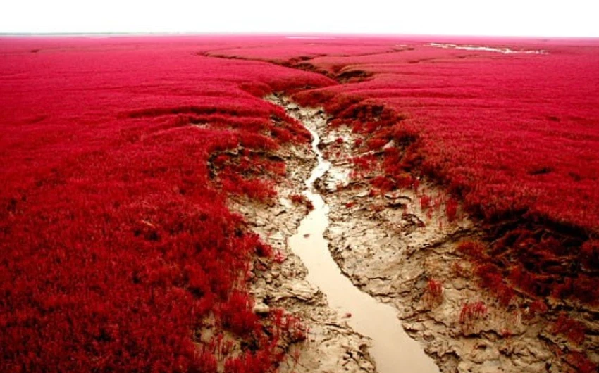 نيسان يحول شاطئ بحري إلى اللون الأحمر 