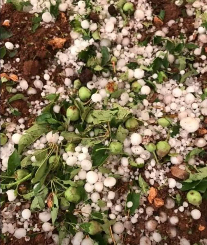 تلف المحاصيل الزراعية في لبنان بسبب الطقس