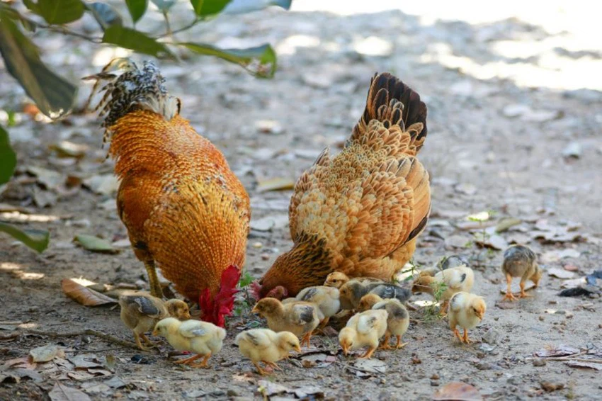 Al-Tarawneh warns of the spread of bird flu among humans