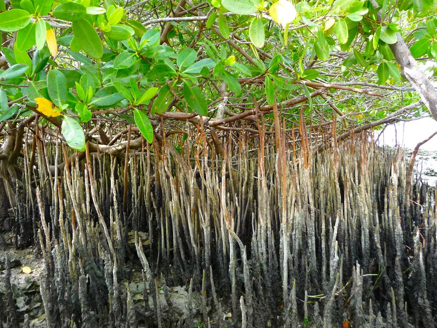 المانغروف في سلطنة عمان يُواجه التغير المناخي طقس العرب