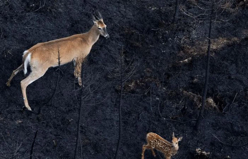 بعد شهرين من حرائق كندا التاريخية .. الغابات تتحول إلى صحراء والحياة البرية تتلاشى