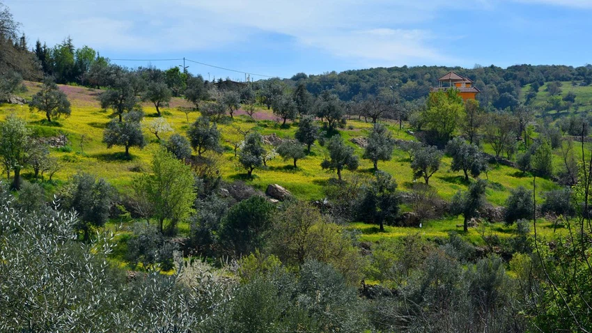 تجربة فريدة: اكتشف محمية ضانا الطبيعية وجبال عجلون في رحلة ربيعية ممتعة طقس العرب