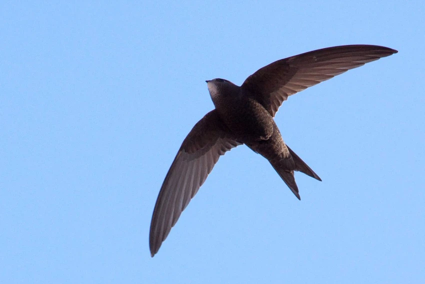 Common swift arabiaweather