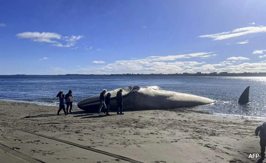 Une baleine bleue géante s'est échouée sur les côtes du Chili