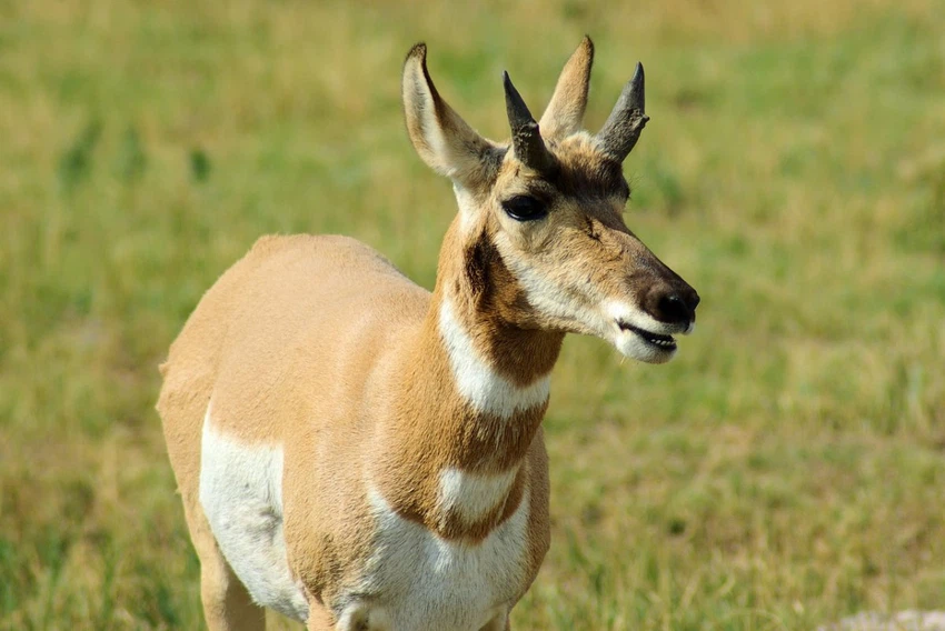 طقس العرب Pronghorn