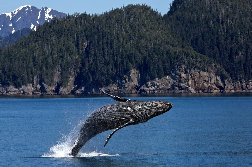 Quel est le plus gros animal sur Terre ?