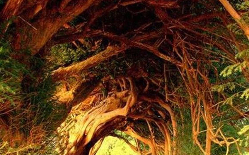  نفق يو / المملكة المتحدة: زرعت أشجاره من قبل عائلة داير خلال القرن الثامن عشر، و نمت  الأشجار طويلة القامة شكلت قوس موسع 